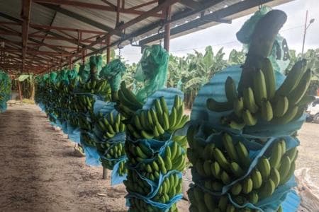 Ecuador confirma presencia del letal hongo Fusarium R4T en plantaciones de banano y declara la emergencia en el sector