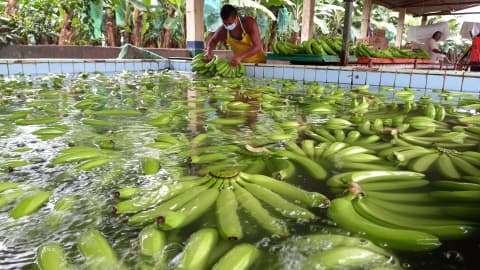 USD 5.300 por hectárea pagarán los productores de banano que quieran formalizar sus plantaciones desde 2026